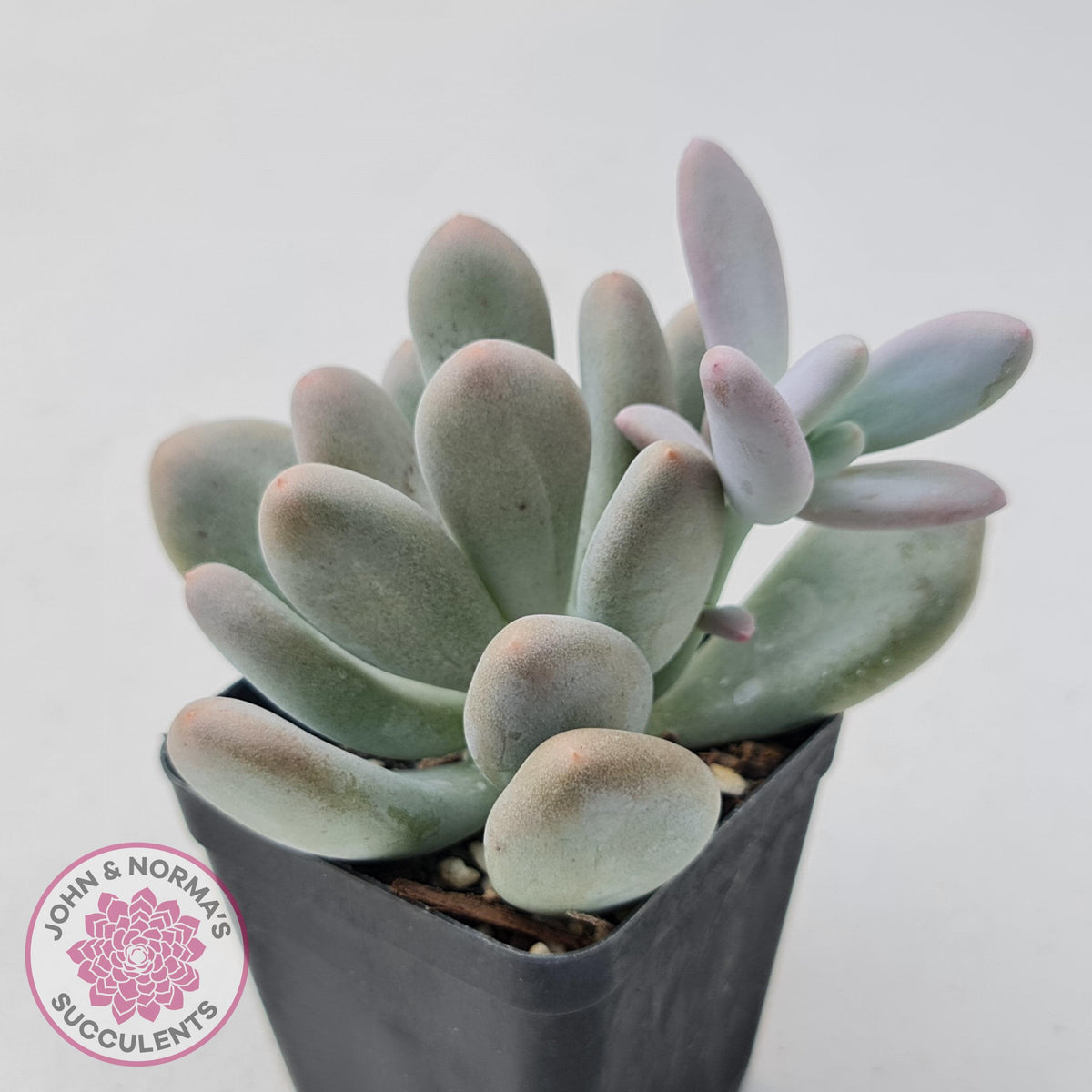 Pachyphytum Glutincaule