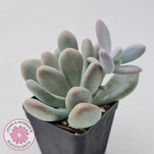 Load image into Gallery viewer, Pachyphytum Glutincaule - John &amp; Norma&#39;s Succulents
