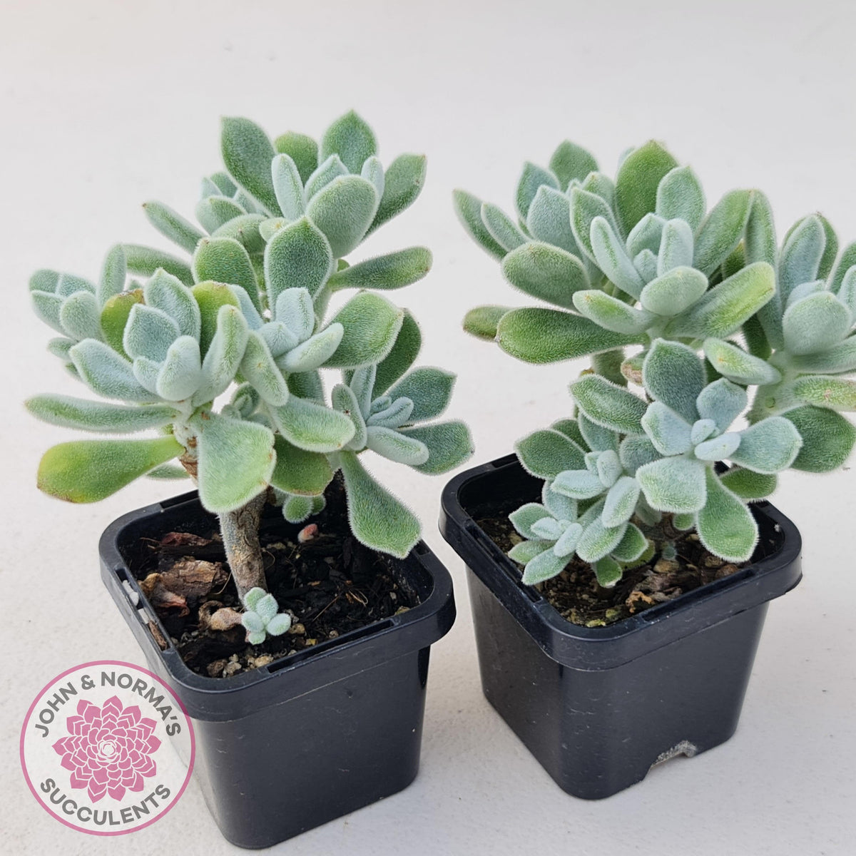 Echeveria pulvinata 'Frosty'