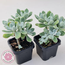 Load image into Gallery viewer, Echeveria pulvinata Frosty - John &amp; Norma&#39;s Succulents
