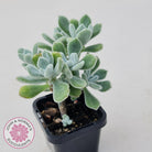 Echeveria pulvinata 'Frosty'