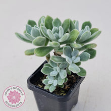 Load image into Gallery viewer, Echeveria pulvinata Frosty - John &amp; Norma&#39;s Succulents
