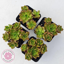 Load image into Gallery viewer, Aeonium Bronze Medal - John &amp; Norma&#39;s Succulents
