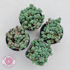 Sedum dasyphyllum 'Lilac Mound'