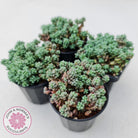 Sedum dasyphyllum 'Lilac Mound'