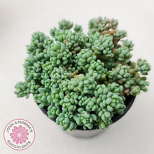 Load image into Gallery viewer, Sedum dasyphyllum Lilac Mound - John &amp; Norma&#39;s Succulents
