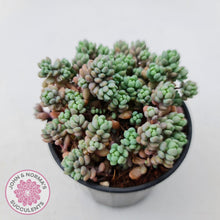 Load image into Gallery viewer, Sedum dasyphyllum Lilac Mound - John &amp; Norma&#39;s Succulents
