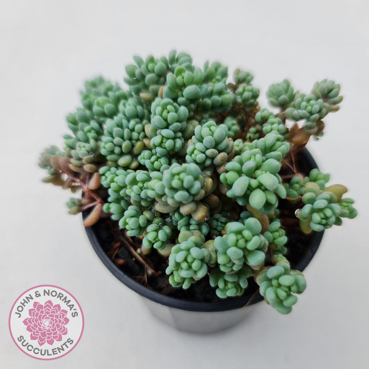 Sedum dasyphyllum 'Lilac Mound'