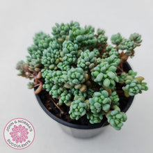 Load image into Gallery viewer, Sedum dasyphyllum Lilac Mound - John &amp; Norma&#39;s Succulents
