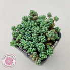 Sedum dasyphyllum 'Lilac Mound'