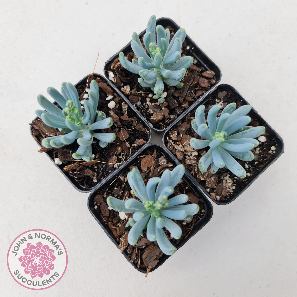 Senecio serpens 'Dwarf Blue Chalk Sticks'