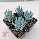 Senecio serpens 'Dwarf Blue Chalk Sticks'