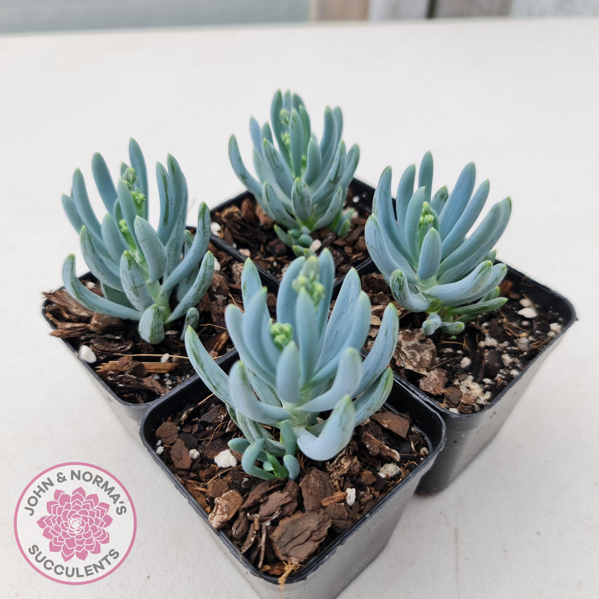 Senecio serpens 'Dwarf Blue Chalk Sticks'
