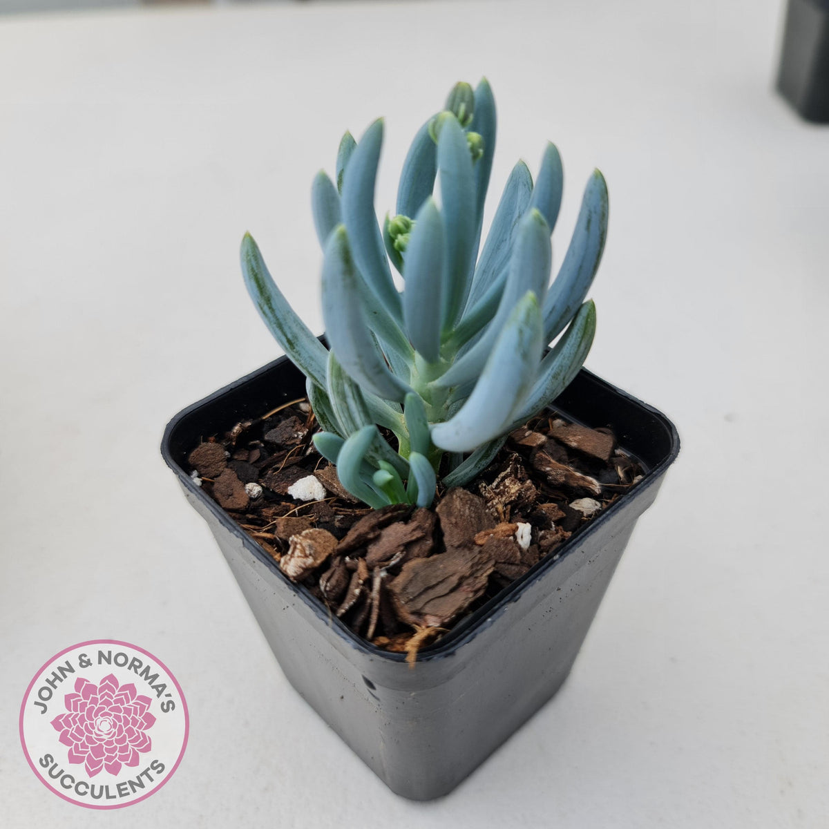 Senecio serpens 'Dwarf Blue Chalk Sticks'