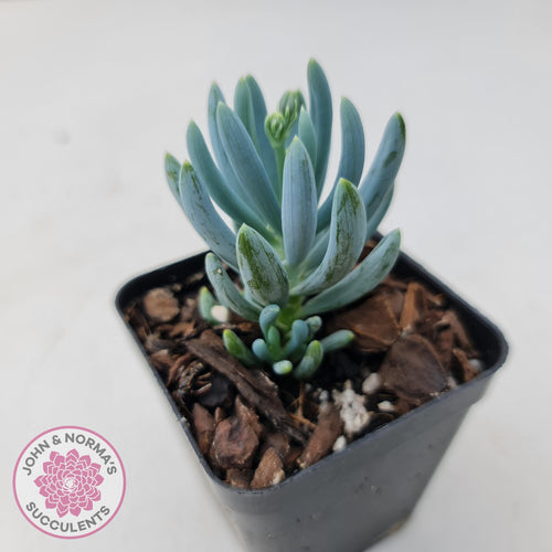 Senecio serpens 'Dwarf Blue Chalk Sticks' - John & Norma's Succulents