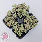 Graptopetalum mendozae 'Mirinae' (miniature pink form)