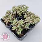 Graptopetalum mendozae 'Mirinae' (miniature pink form)