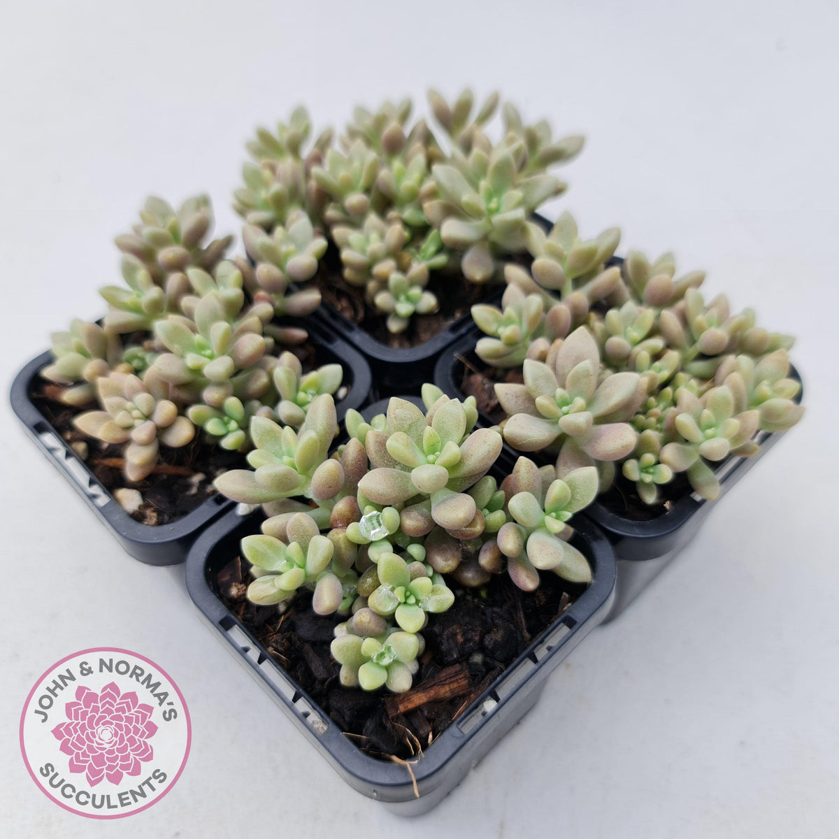 Graptopetalum mendozae 'Mirinae' (miniature pink form)