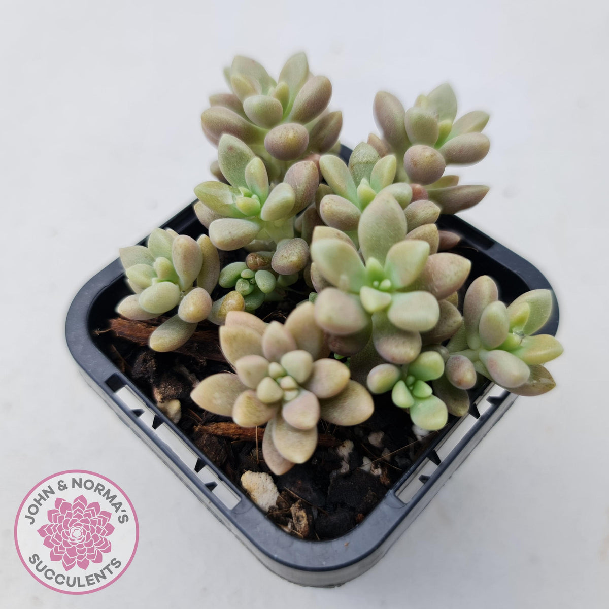 Graptopetalum mendozae 'Mirinae' (miniature pink form)