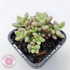 Graptopetalum mendozae 'Mirinae' (miniature pink form)