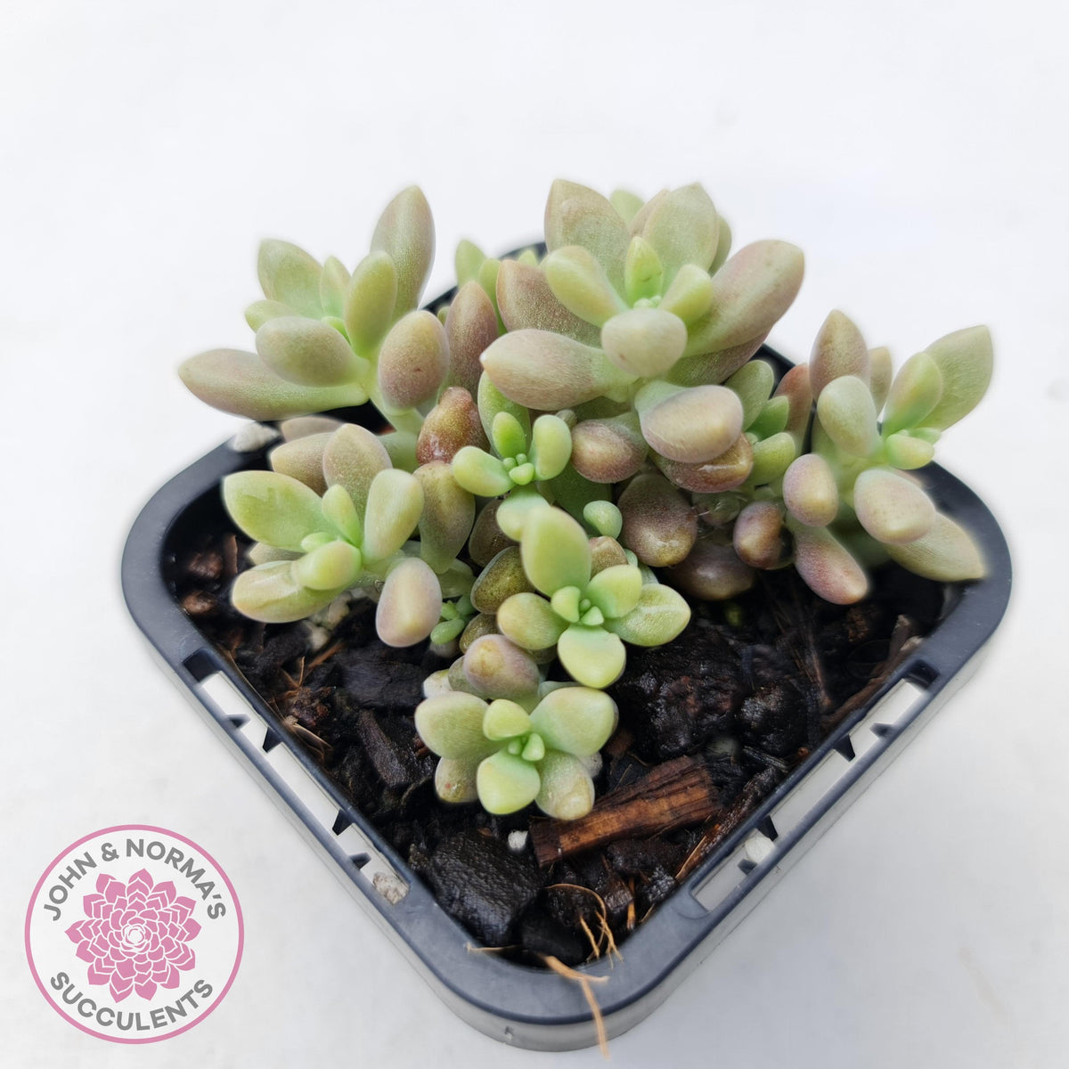 Graptopetalum mendozae 'Mirinae' (miniature pink form)