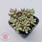 Graptopetalum mendozae 'Mirinae' (miniature pink form)