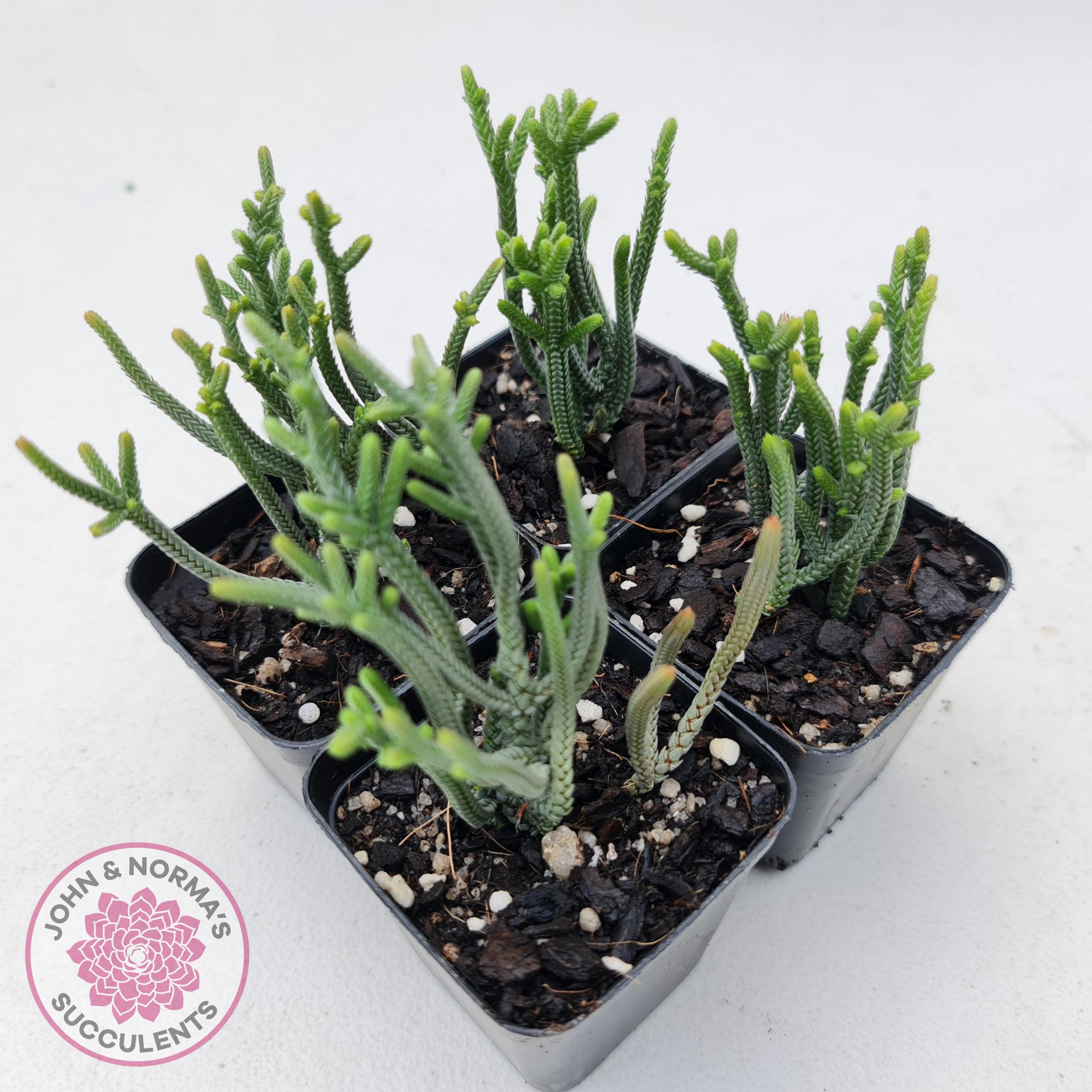 Crassula Muscosa | John & Norma's Succulents – John & Norma's