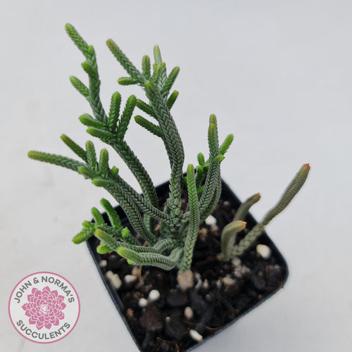 Crassula Muscosa - John & Norma's Succulents