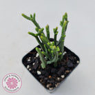 Crassula Muscosa