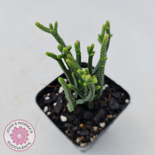 Load image into Gallery viewer, Crassula Muscosa - John &amp; Norma&#39;s Succulents
