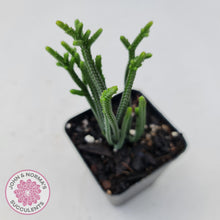 Load image into Gallery viewer, Crassula Muscosa - John &amp; Norma&#39;s Succulents
