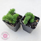 Sedum rupestre f. cristata