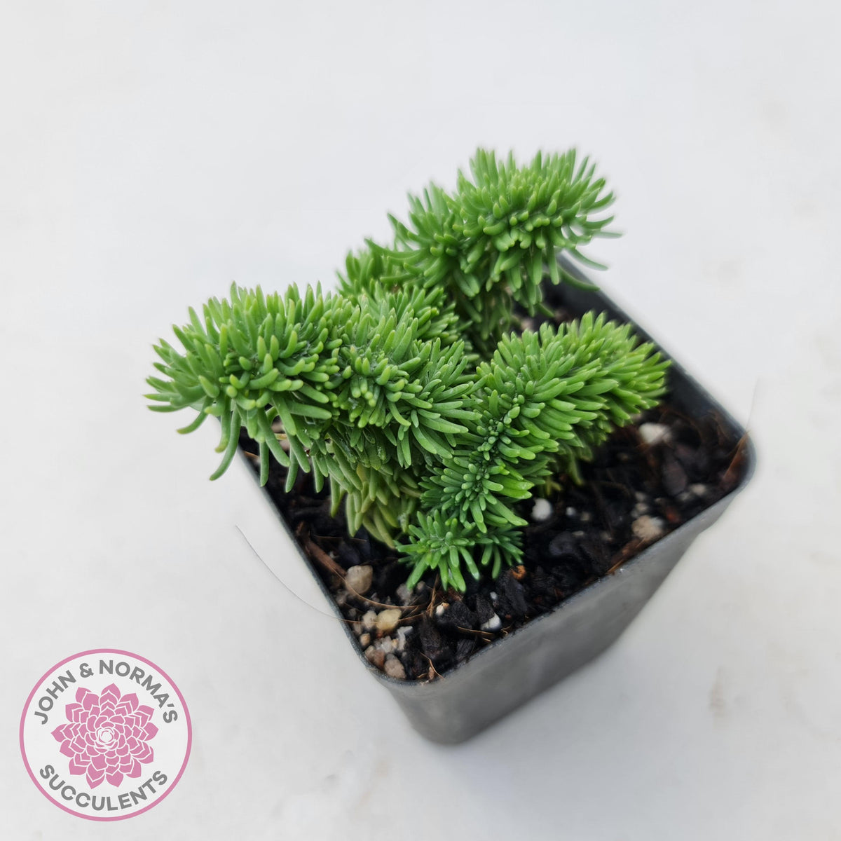 Sedum rupestre f. cristata