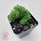 Sedum rupestre f. cristata