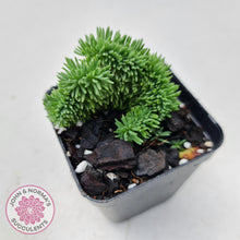 Load image into Gallery viewer, Sedum rupestre f. cristata - John &amp; Norma&#39;s Succulents
