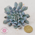 Echeveria Pinwheel Revolution - Cutting/s