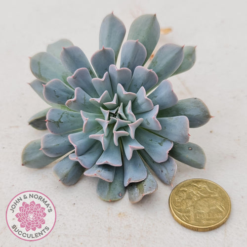 Echeveria Pinwheel Revolution  - Cutting - John & Norma's Succulents