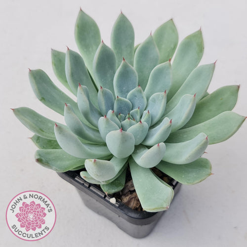 Echeveria Viant - John & Norma's Succulents