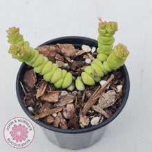 Load image into Gallery viewer, Crassula rupestris ssp. marnieriana - John &amp; Norma&#39;s Succulents
