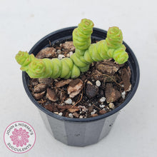 Load image into Gallery viewer, Crassula rupestris ssp. marnieriana - John &amp; Norma&#39;s Succulents
