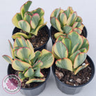 Crassula Blue Bird variegated