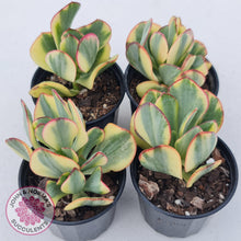 Load image into Gallery viewer, Crassula Blue Bird variegated - John &amp; Norma&#39;s Succulents
