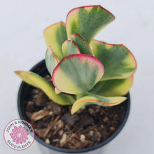 Load image into Gallery viewer, Crassula Blue Bird variegated - John &amp; Norma&#39;s Succulents
