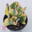 Crassula Blue Bird variegated