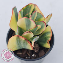 Load image into Gallery viewer, Crassula Blue Bird variegated - John &amp; Norma&#39;s Succulents
