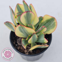 Load image into Gallery viewer, Crassula Blue Bird variegated - John &amp; Norma&#39;s Succulents
