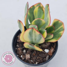 Load image into Gallery viewer, Crassula Blue Bird variegated - John &amp; Norma&#39;s Succulents
