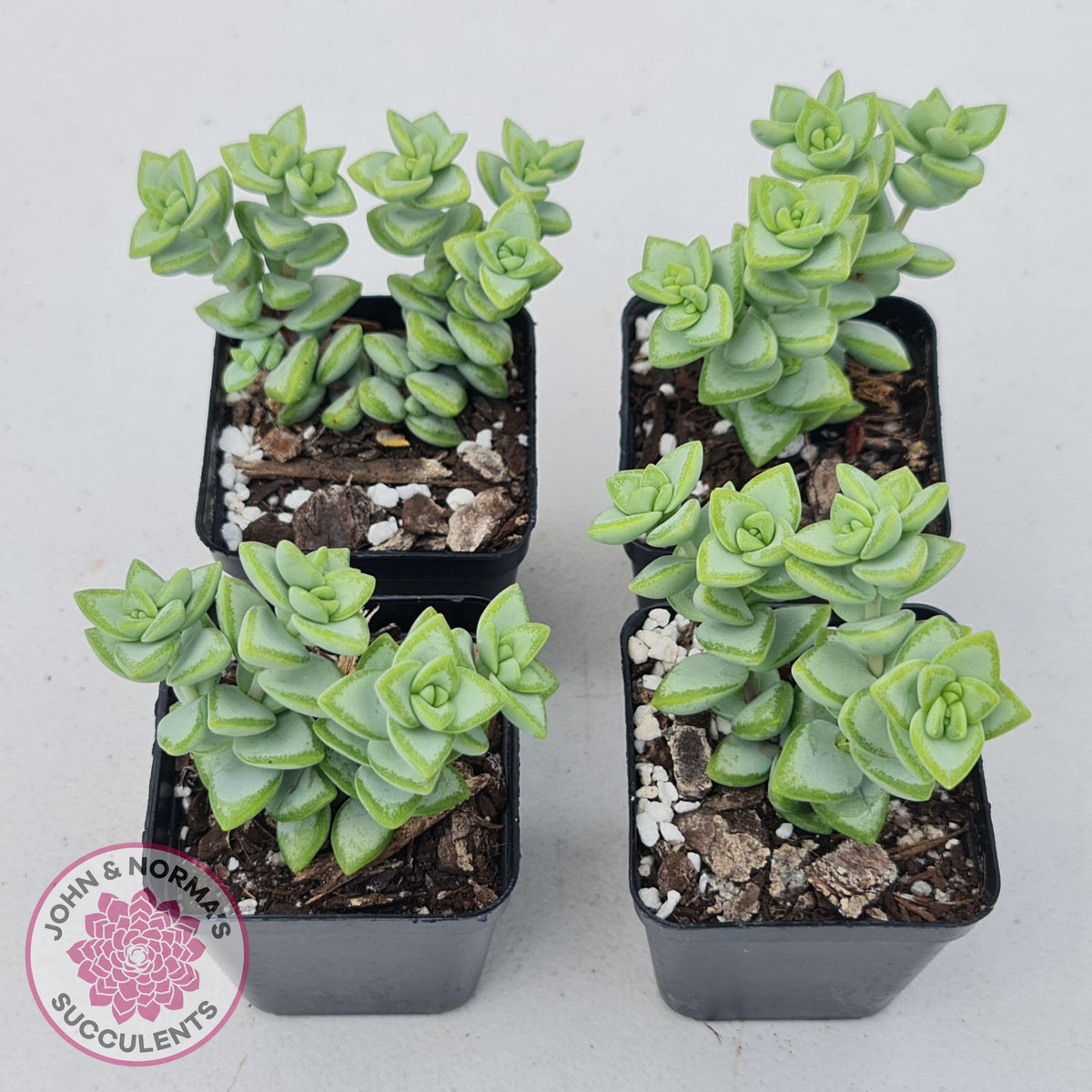 Crassula rupestris 'White Star'