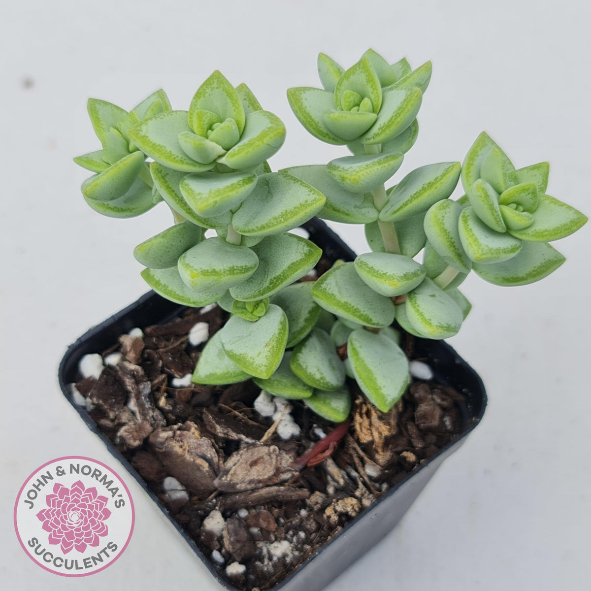 Crassula rupestris 'White Star'