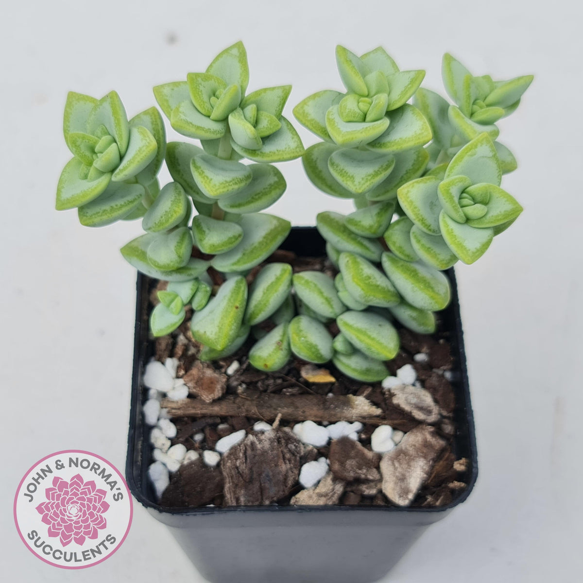 Crassula rupestris 'White Star'